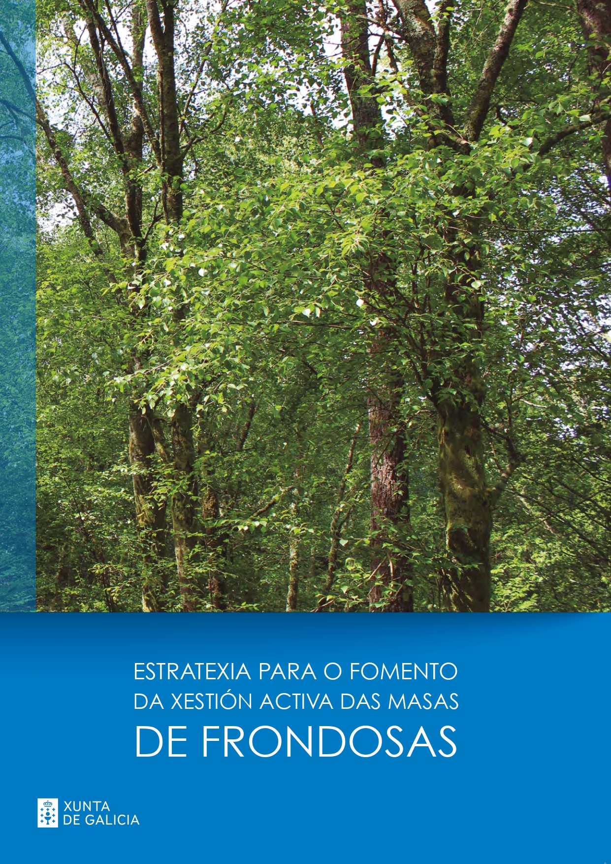 Imaxe asociada a Estratexia para o fomento da xestión activa das masas de frondosas